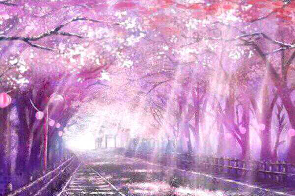 唯美樱花飘落图片