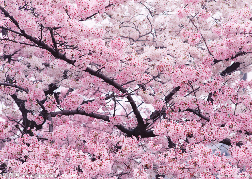 樱花树.