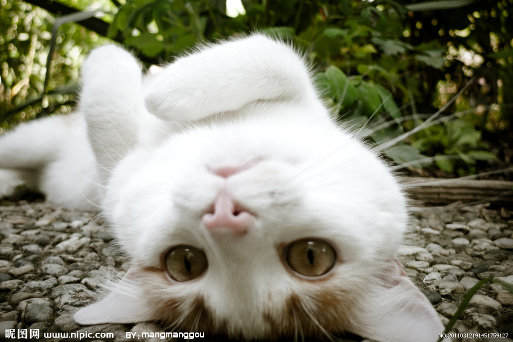 萌系猫咪