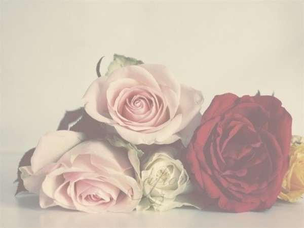 个性网-美图-每个女孩都有一支玫瑰~_情感意境_唯美